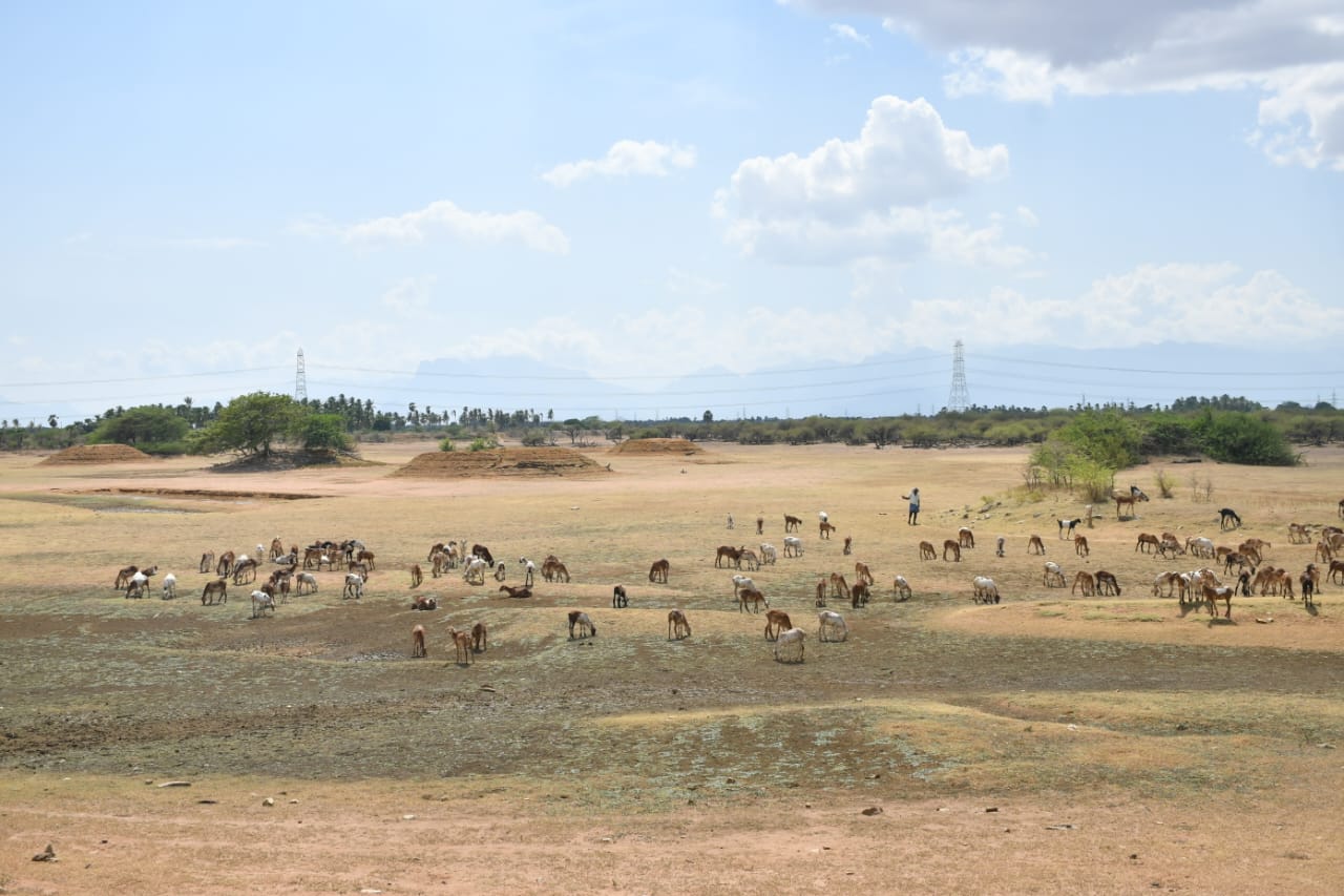 கூந்தன்குளம் பறவைகள் சரணாலயம் தண்ணீர் இன்றி முற்றிலும் வறண்டது.கால்நடைகள் தாகம் தீர்க்க தண்ணீர் இன்றி தவிப்பு.