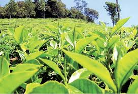 உற்சாகத்தின் மறுபெயர் கொம்புச்சா டீ  