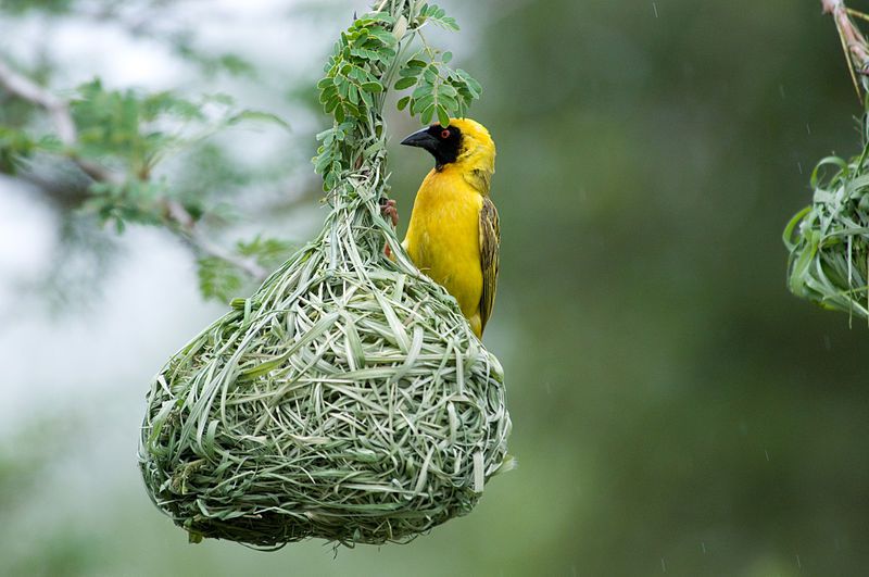 முயற்சி தான்  அனைத்திற்கும்  திறவுகோல் .